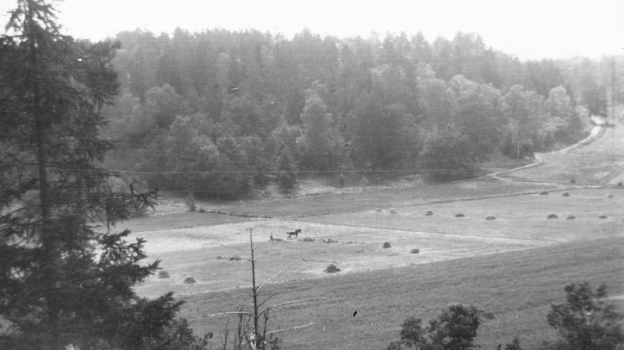 Jordbruk nere på "saltängarna" där bl a Saltängens skola nu står. Foto Wilhelm Modig 1920, Nacka Lokalhistoriska Arkiv
